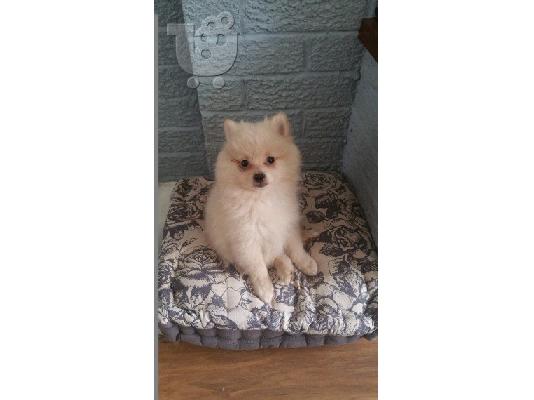 Pomeranian όλα kc reg.